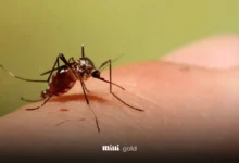 شناسایی ۱۷ مورد بیمار مبتلا به تب دنگی در کشور