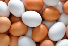 قیمت تخم مرغ