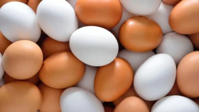قیمت تخم مرغ