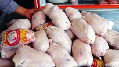 قیمت گوشت مرغ